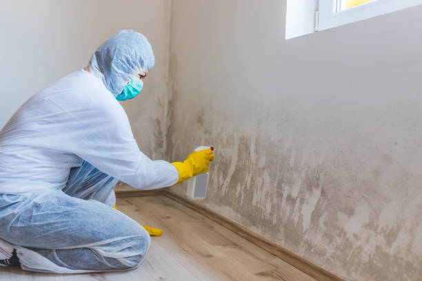Licensed Mold Cleanup service in Ferndale, WA - WQB Mold Removal