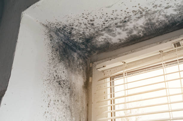Affordable Mold Cleanup solutions in Ferndale, WA
